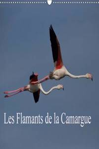 Flamants De La Camargue 2017
