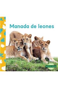Manada de Leones (Lion Pride)