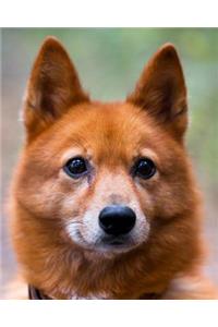 Finnish Spitz