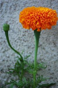 A Very Happy Orange Marigold Flower Journal