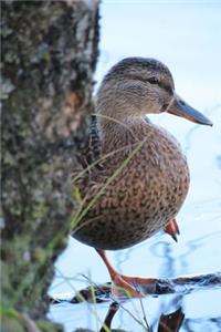 Female Mallard Wild Duck Anas platyrhynchos Bird Journal