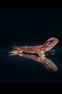 Bearded Dragon Journal