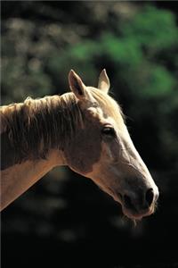2020 Weekly Planner Horse Photo Equine Old Pinto 134 Pages