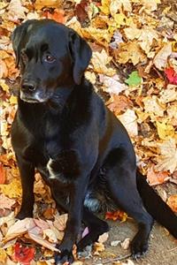 2020 Weekly Planner Black Labrador Retriever Dog Fall Leaves 134 Pages