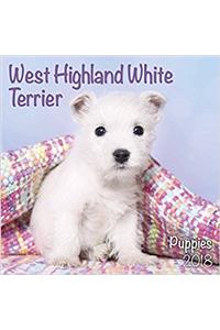 West Highland White Terrier Puppies M 18