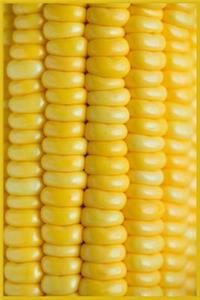 Corn on the Cob Notebook