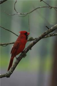 Northern Cardinal Perched in a Tree Journal