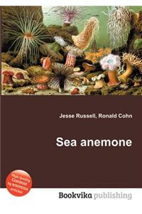 Sea Anemone