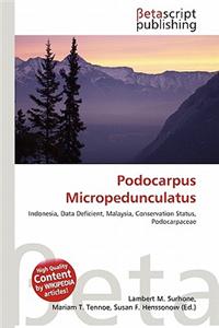 Podocarpus Micropedunculatus