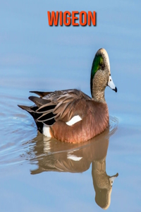 Wigeon