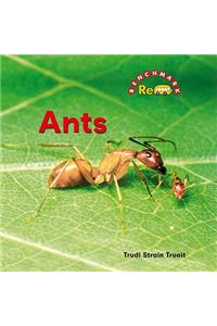 Ants