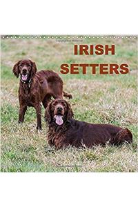 Irish Setters 2017
