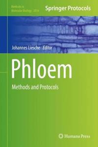 Phloem