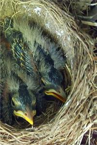 Journal Baby Birds Robin's Nest