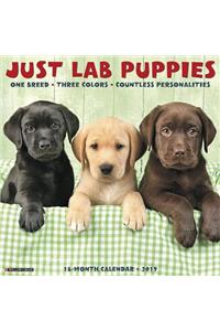 Just Lab Puppies 2019 Calendar