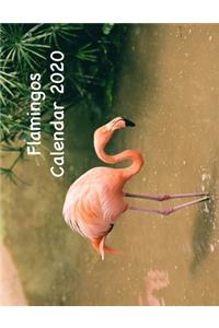 Flamingos Calendar 2020