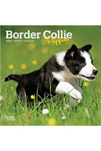 Border Collie Puppies 2020 Mini 7x7