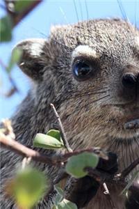 Hyrax in a Tree in Namibia, Africa Journal