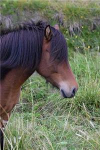 Bay Horse in Iceland Journal