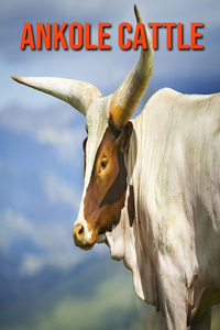 Ankole Cattle