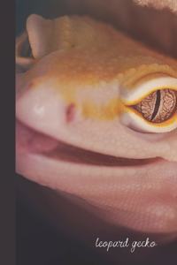 Leopard Gecko