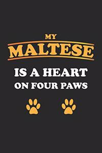My Maltese is a heart on four paws