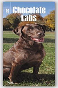 Chocolate Labrador Retrievers 2017