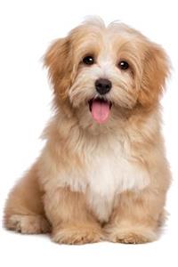 Havanese April Notebook & Journal. Productivity Work Planner & Idea Notepad: Brainstorm Thoughts, Self Discovery, to Do List