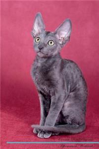 Cornish Rex Affirmations Workbook Cornish Rex Presents