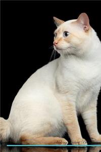 Mekong Bobtail Affirmations Workbook Mekong Bobtail Presents