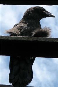 Common Raven Journal