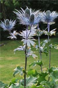 Silver Thistle Highland Flowering Plant in Scotland Journal