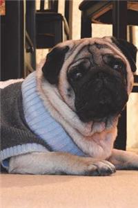 Pug Dog in Silly Outfit Worries About Blackmail Journal