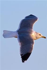 A Seagull in Flight on a Sunny Morning Journal