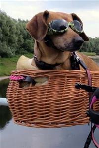 Cool Dachshund Wearing Sunglasses in a Bike Basket Pet Journal
