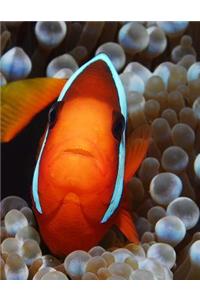 Clown Fish