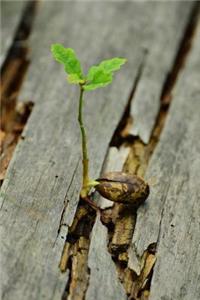 Seedling Growing in a Log Journal