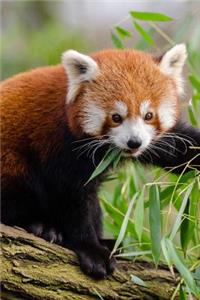 Pretty Adorable Red Panda Bear Animal Journal