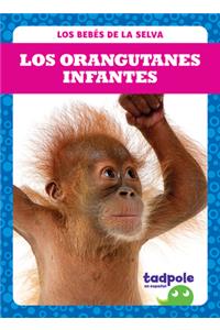 Los Orangutanes Infantes (Orangutan Infants)