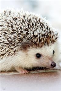 Little Hedgehog Journal