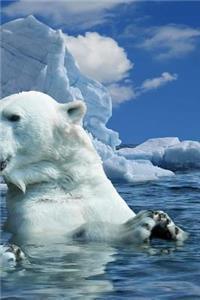 Polar Bears