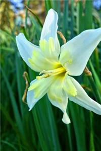 Star of Bethlehem Ornithogalum Flower Journal