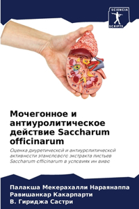 Мочегонное и антиуролитическое действие