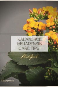 Kalanchoe beharensis Care Tips