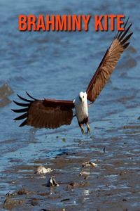 Brahminy kite