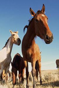 Horse Photo School Composition Book Equine Curious Horse