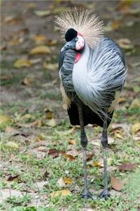 Grey Crowned Crane Bird Journal