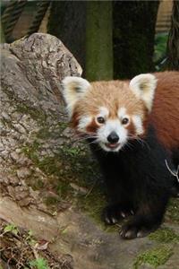 Red Panda Animal Journal