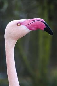 A Close-Up of a Pink Flamingo Journal