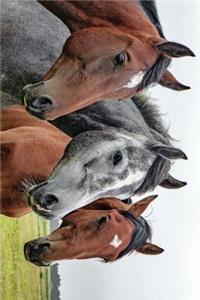 A Beautiful Horse Trio Journal